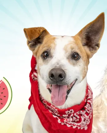 Summer Smile Senior Dog Dental Campaign and 2024 Calendar Contest The Grey Muzzle Organization